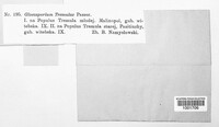 Titaeosporina tremulae image